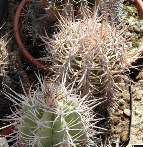 Copiapoa_solaris_3